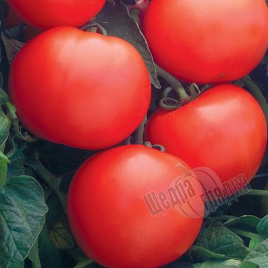 Семена томата (помидора) Дебют F1