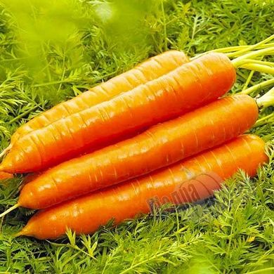 Насіння моркви Колтан F1, 400 шт.