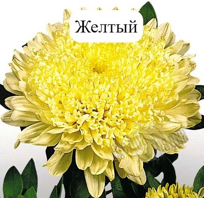 Семена цветов астры Матадор, 500 шт, желтый