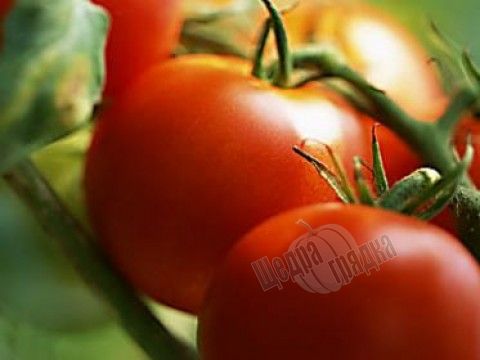 Насіння томату (помідора) Пріма F1