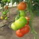 Насіння томату (помідора) Уманья F1