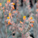 Семена ехеверии (каменный цветок) Urban Orange, 50 шт (драже), оранжевый
