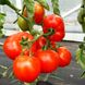 Насіння томату (помідора) Дебют F1