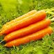 Семена моркови Колтан F1, 400 шт.