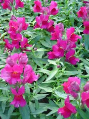 Насіння квітів антиринуму Снептині F1, 100 шт. (драже), фіолетовий