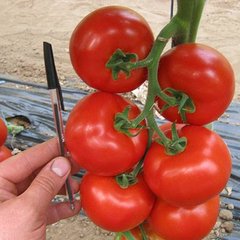 Насіння томату (помідора) Ядвіга F1