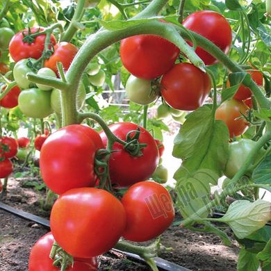 Насіння томату (помідора) Ядвіга F1