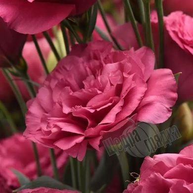 Насіння квітів еустоми Кан Кан F1 (Can Can F1), 100 шт (драже), карміново-рожевий