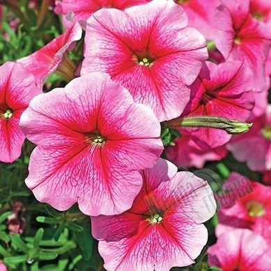 Семена цветов петунии многоцветковой София F1, 500 шт, розовый