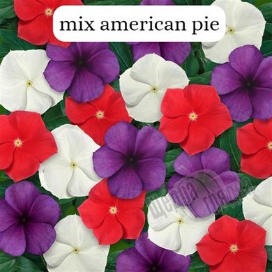 Семена цветов катарантуса (барвинка) Тату F1, 100 шт, mix american pie