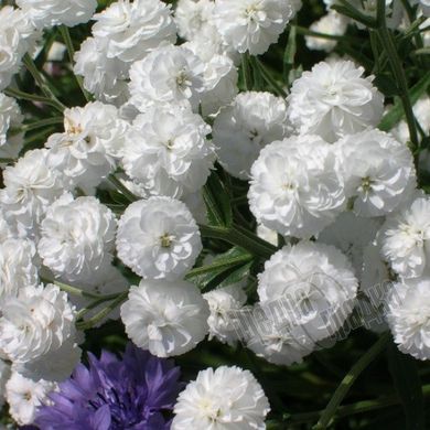 Семена цветов гипсофилы махровой Зимний узор, 3 г., белый