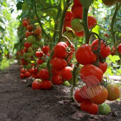 Семена томата (помидора) Ядвига F1