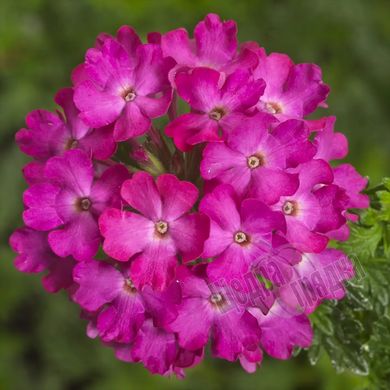 Семена цветов вербены гибридной (W. Legutko), 3 г., розовый