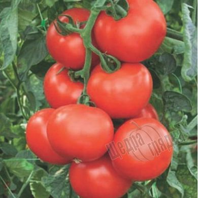 Семена томата (помидора) Абелюс F1, 10 шт