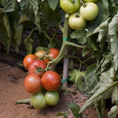 Насіння томату (помідора) Абелюс F1, 10 шт