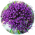 Насіння квітів трахеліуму