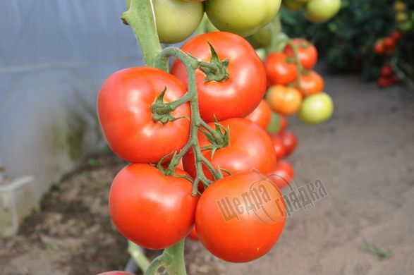 Насіння томату (помідора) Абелюс F1, 10 шт