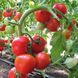 Семена томата (помидора) Ядвига F1, 10 шт