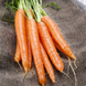 Семена моркови Королева Осени, 2 г