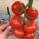 Насіння томату (помідора) Ядвіга F1, 10 шт