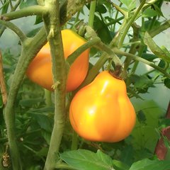 Насіння томату (помідора) Трюфель жовтий, 0,1 г