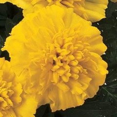 Семена цветов бархатцев Жани, 1000 шт, лимонный