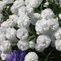 Семена цветов гипсофилы махровой Зимний узор, 5 г, белый