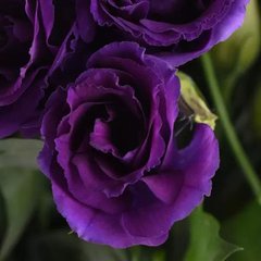 Насіння квітів еустоми Кан Кан F1 (Can Can F1), 100 шт (драже), пурпуровий