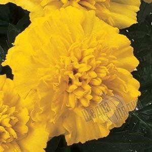 Насіння квітів чорнобривців Жані, 1000 шт, лимонний