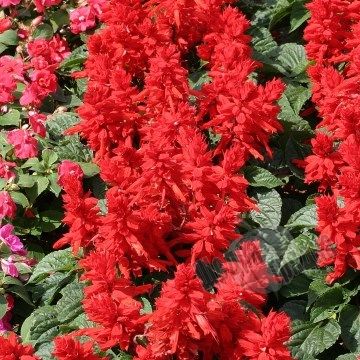 Насіння квітів сальвії блискучої Ред Алерт, 1000 шт, червоний