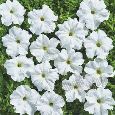 Насіння квітів петунії грандіфлори Пуваб F1, 500 шт. (драже), білий