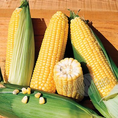 Семена кукурузы Бостон F1, 1 кг.