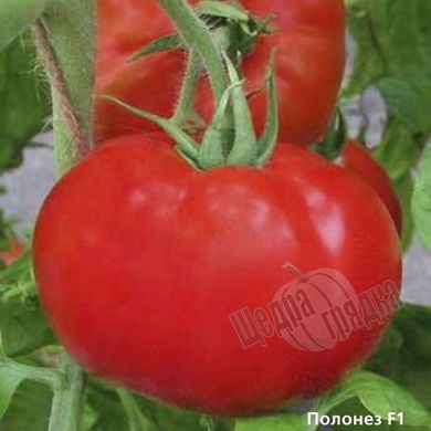 Семена томата (помидора) Полонез F1