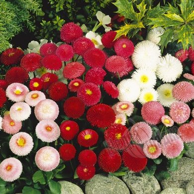 Насіння квітів маргаритки Тассо, 250 шт (драже), суміш