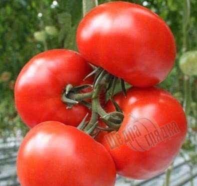 Насіння томату (помідора) Полонез F1