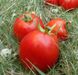 Семена томата (помидора) Муна F1