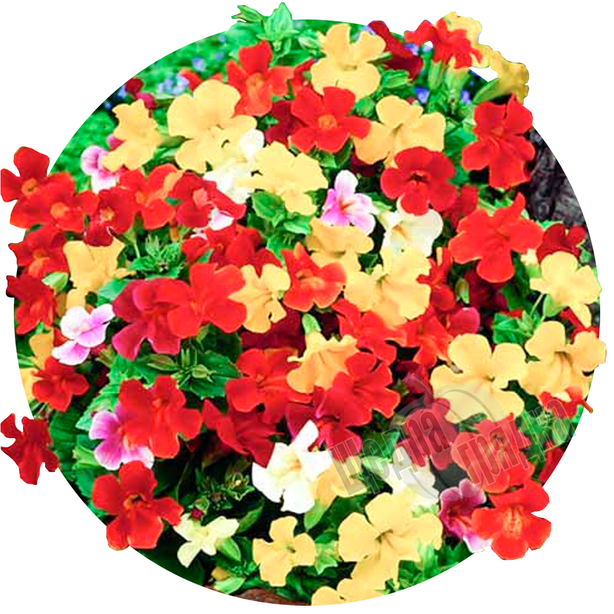 花 mumu. Мимулюс - Купить семена почтой. Интернет магазин семян Щедра Грядка