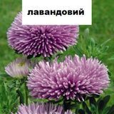 Семена цветов астры Гала, 500 шт, лавандовый