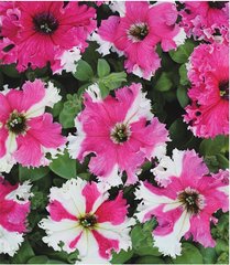 Семена цветов петунии грандифлоры Каркулка, 20 шт (драже), розово-фиолетовый