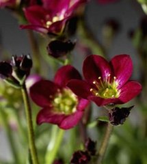 Насіння квітів ломикаменю Хайлендер, 100 шт, червоний