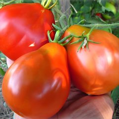 Семена томата (помидора) Трюфель красный, 0,1 г