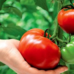 Насіння томату (помідора) Аттія F1
