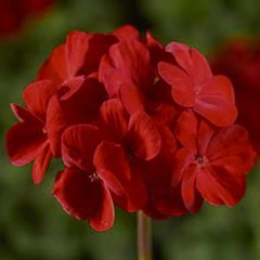 Насіння квітів пеларгонії садової Пінто F1, 50 шт, діп скарлет