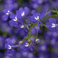 Насіння квітів лобелії Кобальт, 200 шт., темно-синій з вічком