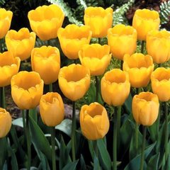 Луковицы тюльпана Голден Апельдорн (Golden Apeldoorn), 2 шт.