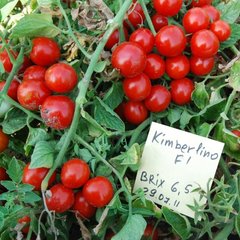 Насіння томату (помідора) Кімберліно F1