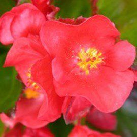 Насіння квітів бегонії вічноквітучої Еріка F1 (зелений лист)