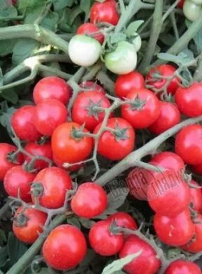 Насіння томату (помідора) Кімберліно F1