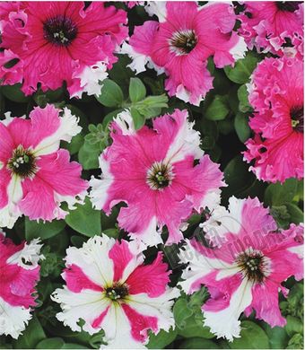 Семена цветов петунии грандифлоры Каркулка, 20 шт (драже), розово-фиолетовый