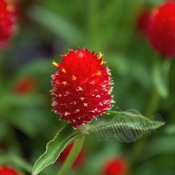 Насіння квітів гомфрени Кіс, 1000 шт, червоний